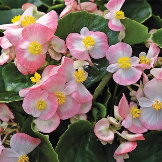 Бегония Bada Bing Rose bicolor